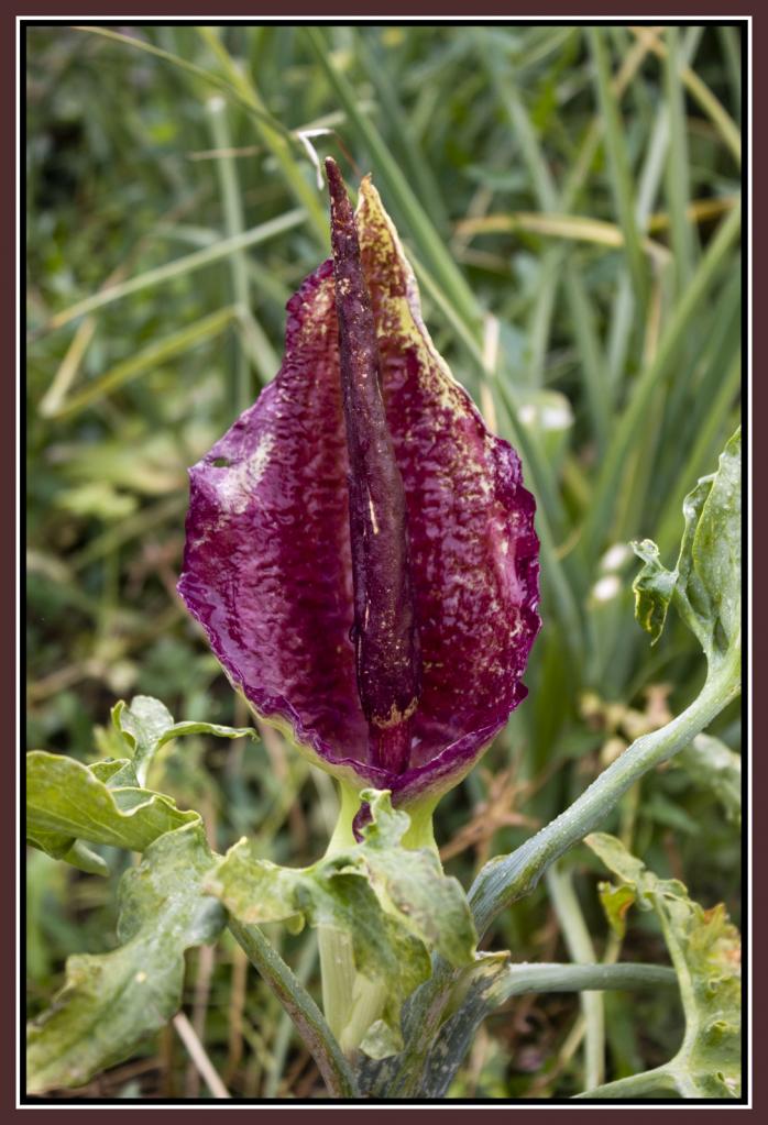 arum