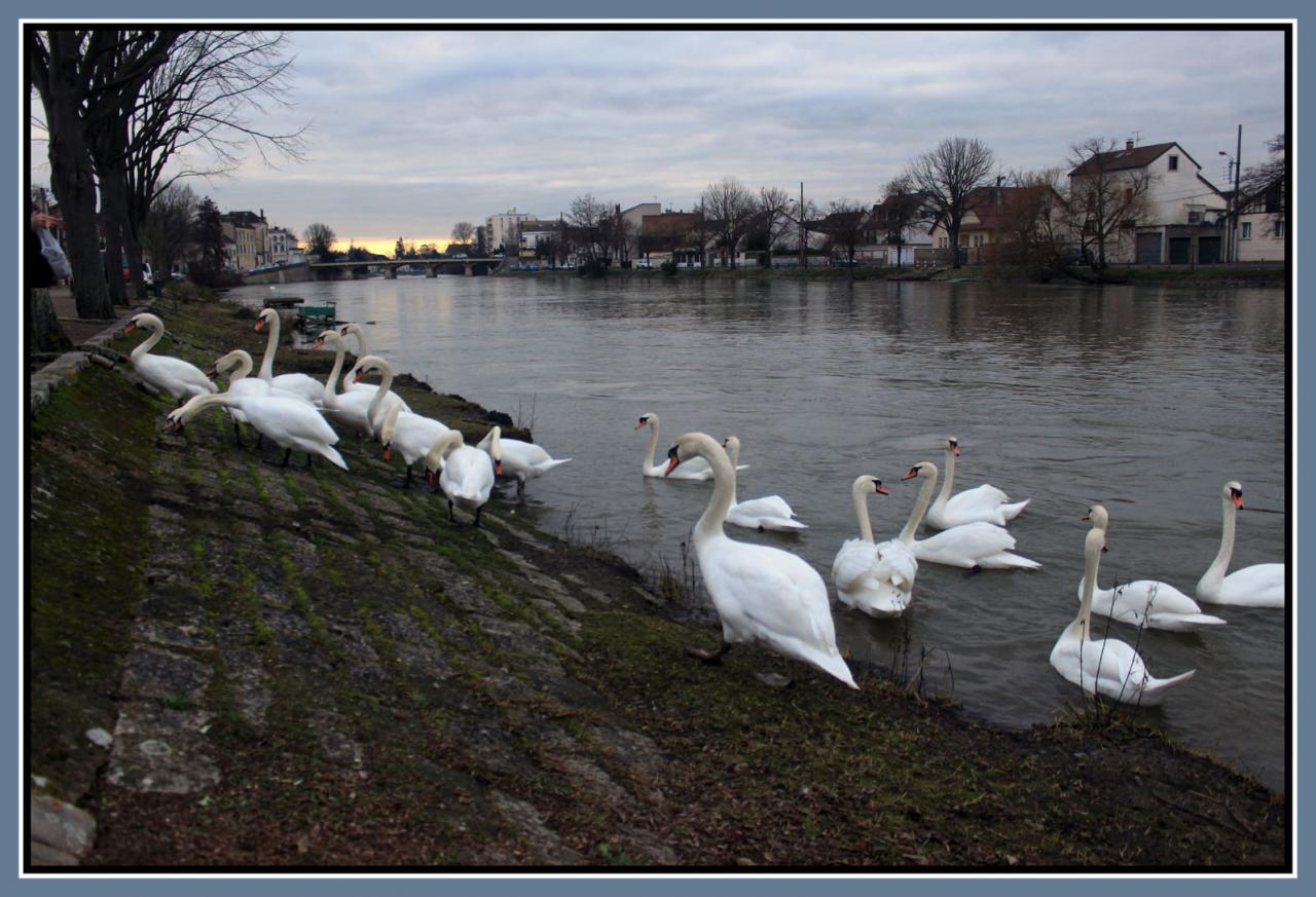 cygnes