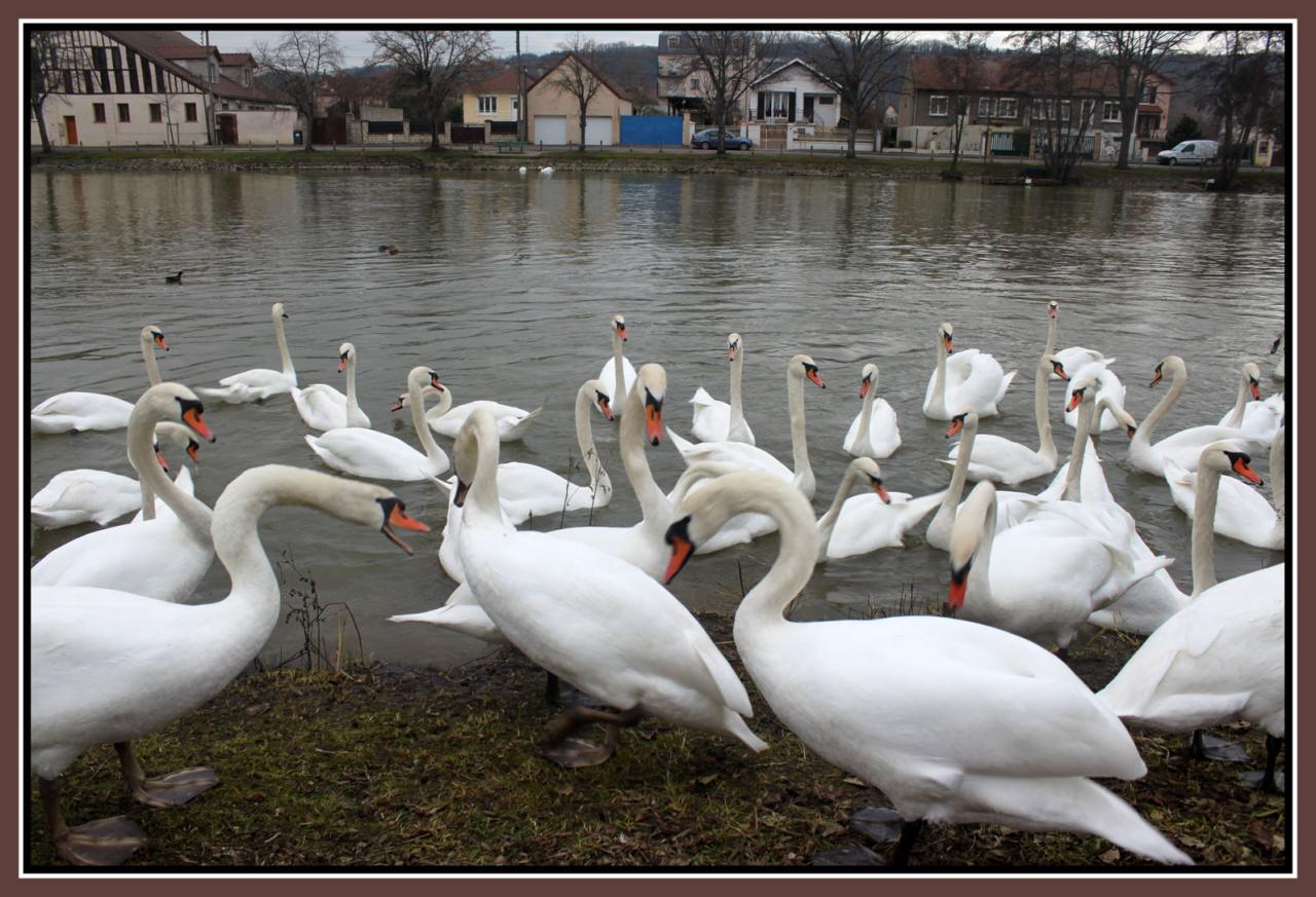 cygnes