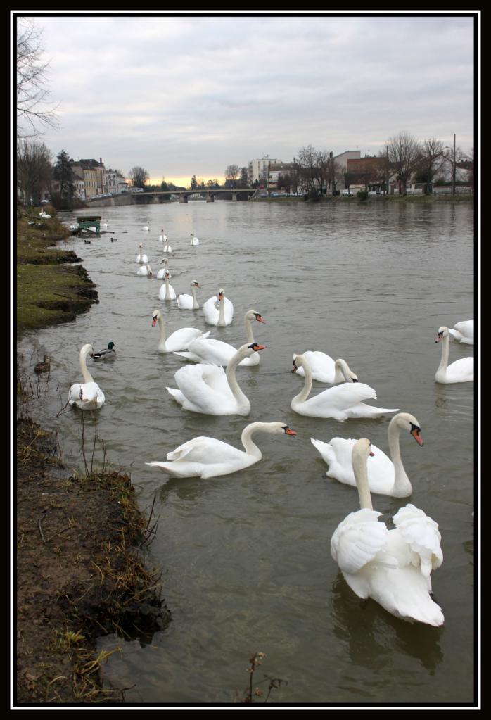 cygnes