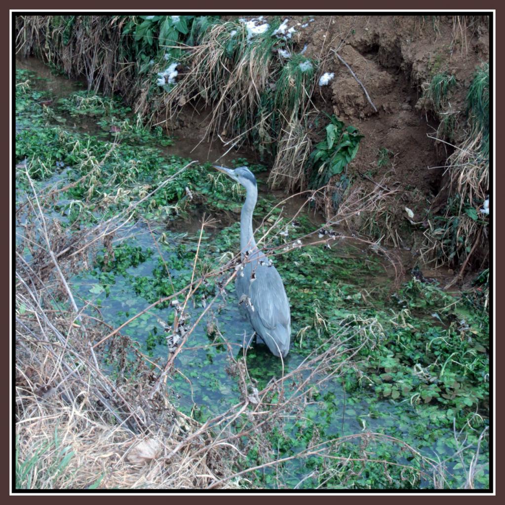 heron
