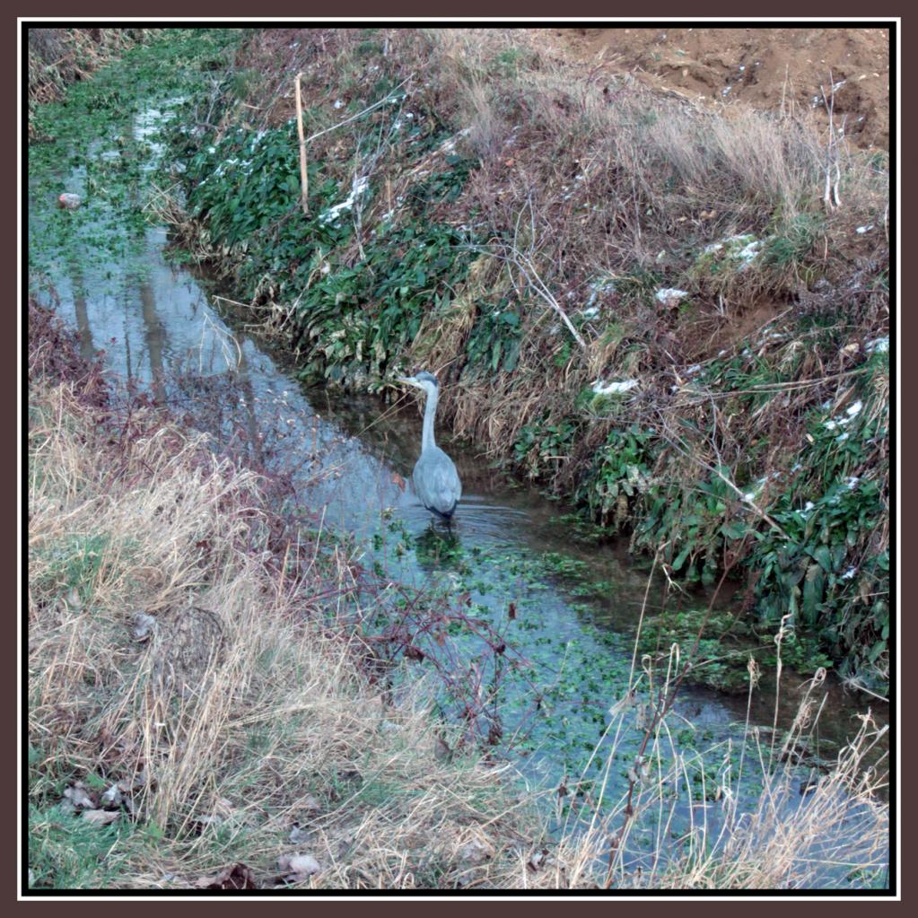 heron