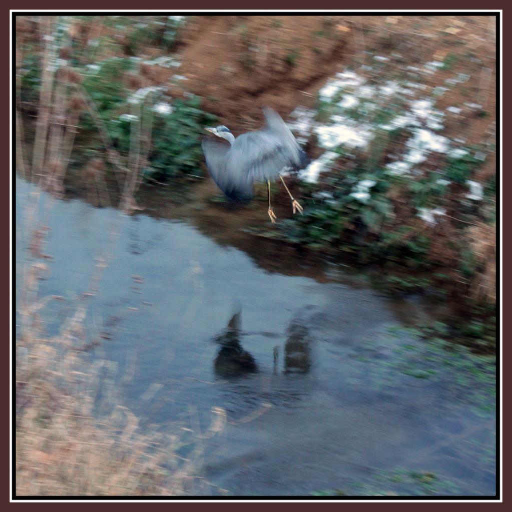 heron