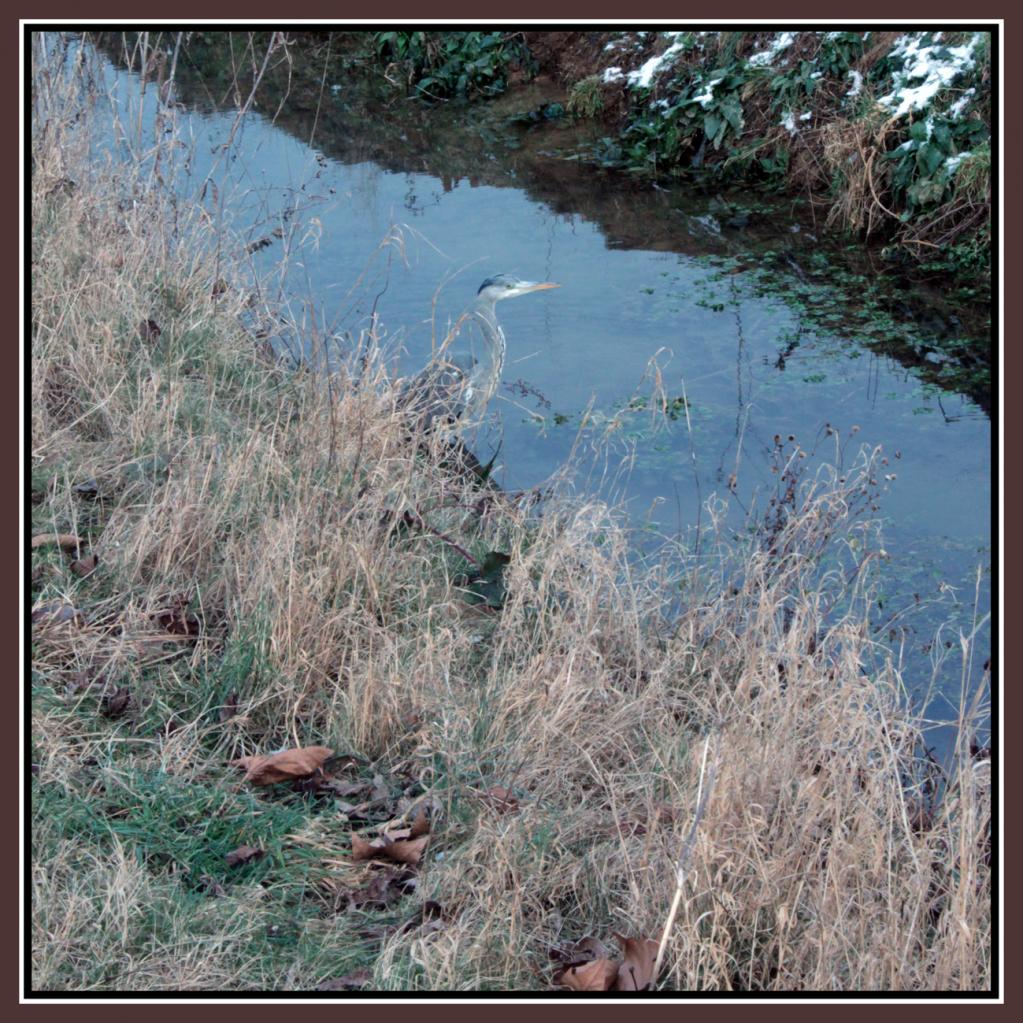heron