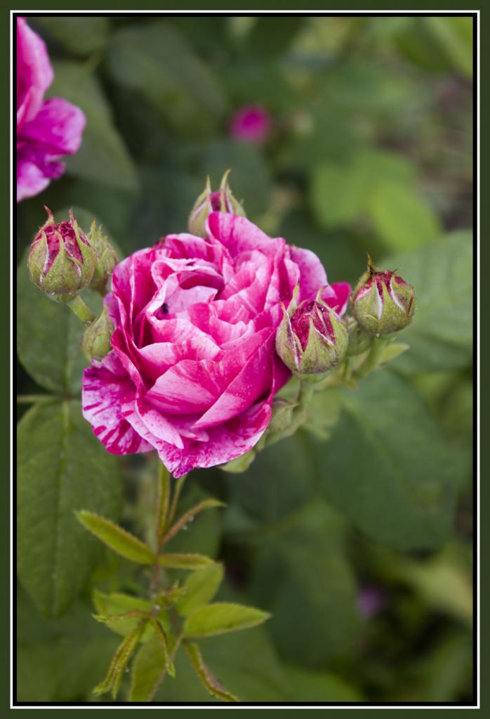 rose