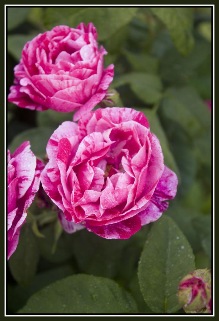 rose