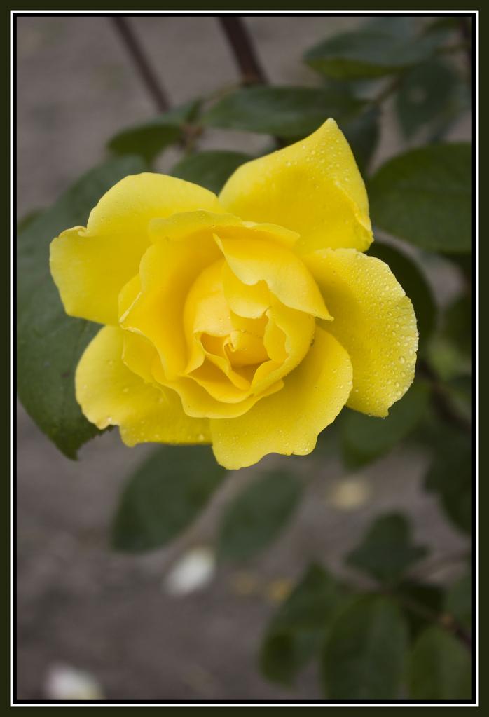 rose00