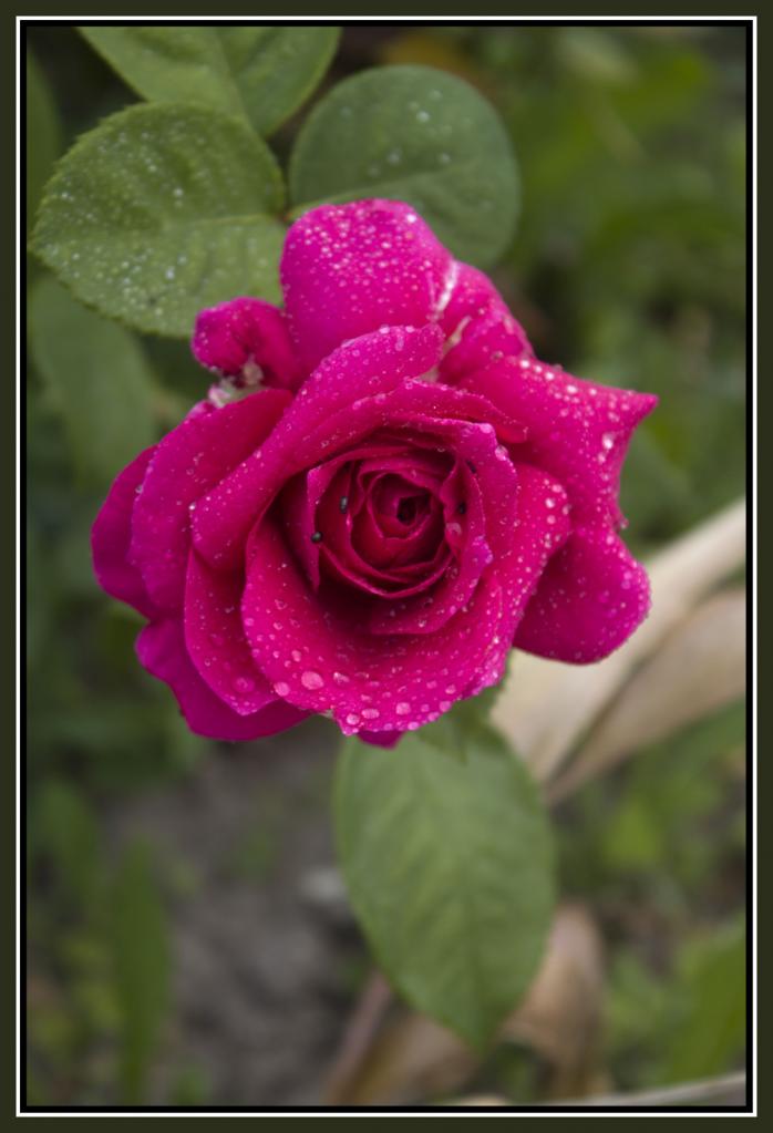 rose