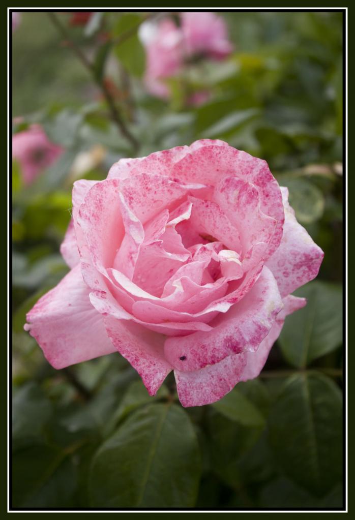 rose