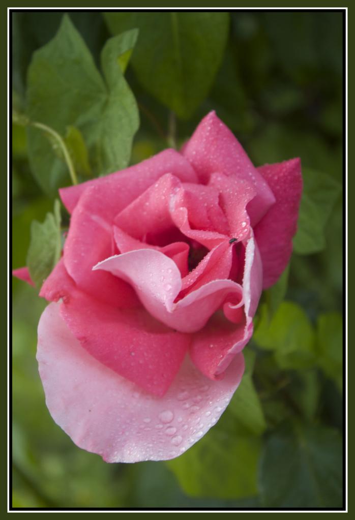 rose